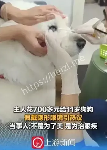 女子700元狗狗隐形眼镜回应